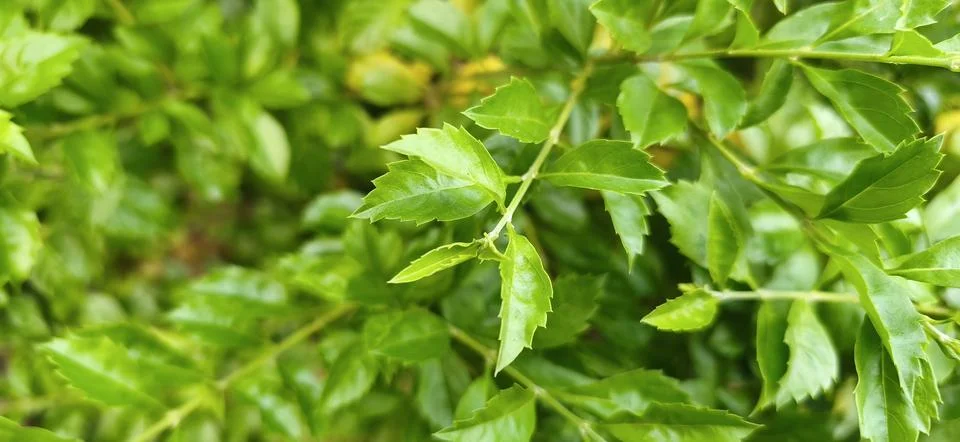 Green leaf wall texture background. Nature view of green plants. Environmen.. Stock Photos