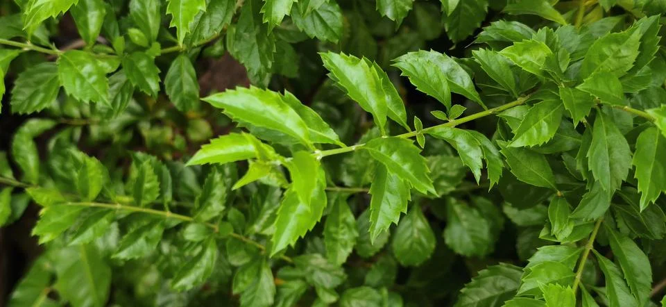 Green leaf wall texture background. Nature view of green plants. Environmen.. Stock Photos