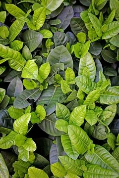 Green Leaf Wallpaper Stock Photos