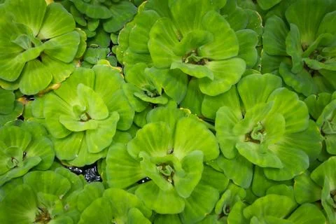 Green leaf on water for background Stock Photos