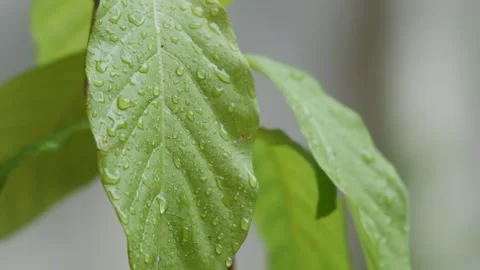 Green leaf with water dew drop after rain. Stock Footage 309437003