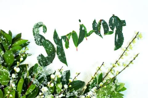 Green leaf with water drop background Stock Photos
