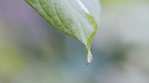 Green leaf with a water drop 動画素材 145822905