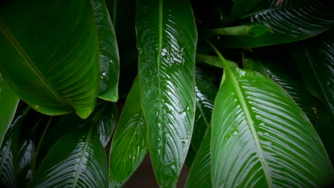 Green leaf with water drop Stock-Footage 340452485