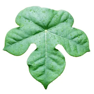 Green leaf with water drop Stock Photos