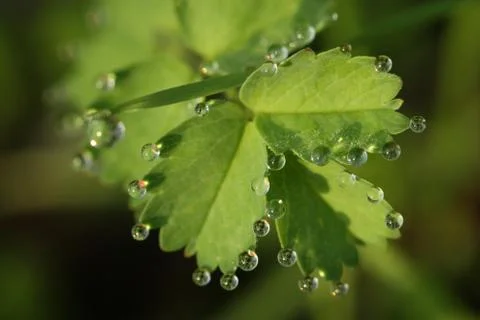 Green leaf with water-drop Stock Photos