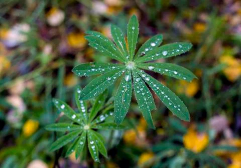 Green leaf with water drop Stock Photos