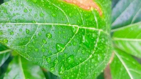 Green leaf with water drop Stock-Fotos