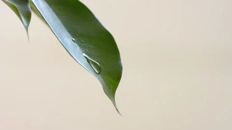Green leaf with water droplets Stock Footage 47453371