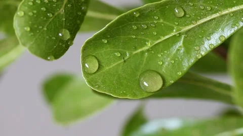 Green leaf with water droplets Stock Footage 47453823