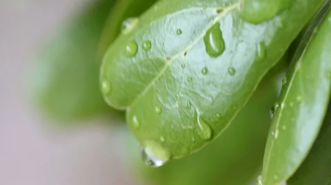 Green leaf with water droplets Stock Footage 47468060