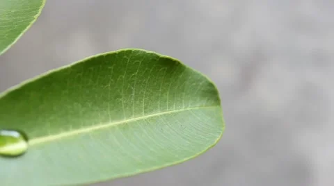 Green leaf with water droplets Stock Footage 47469077