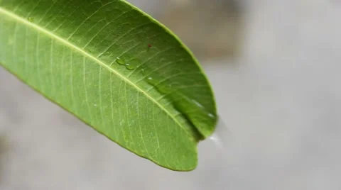 Green leaf with water droplets Stock Footage 47470253