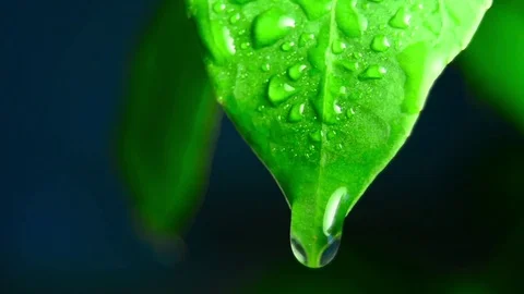 Green leaf with water droplets Stock Footage 76431712