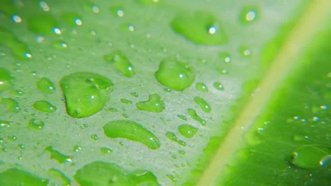 Green leaf with water droplets. Stock Footage 197150767