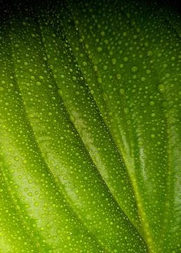 Green-leaf-water-drops-054 Stock Photos