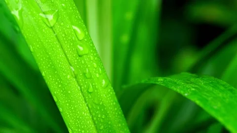 Green leaf with water drops after rain. Close-up background Stock Footage 201154806