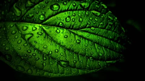 Green leaf with water drops, animation Stock Footage 154154061