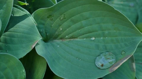 Green leaf with water drops for background Stock Footage 76700130