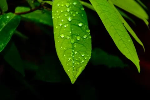 Green leaf with water drops for background Stock Photos