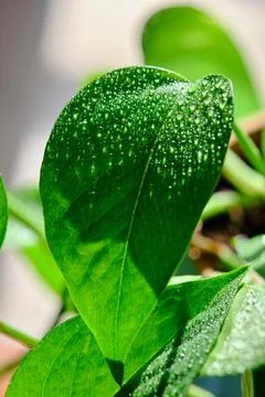 Green leaf with water drops for background Stock Photos