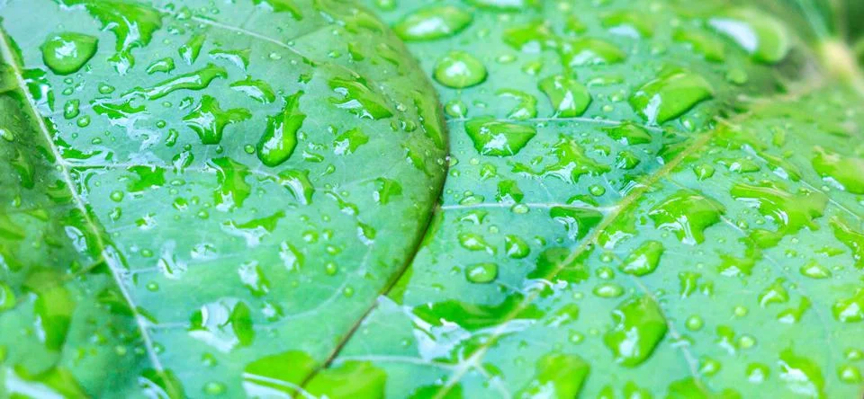 Green leaf with water drops close up Stock Photos