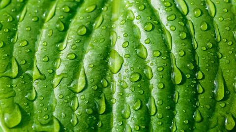 Green leaf with water drops, Close-up.Beauty transparent drop of water on a g Stock Photos