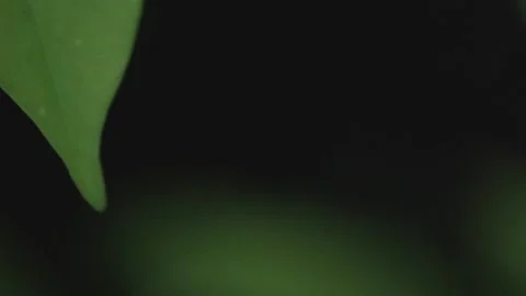 Green leaf with water drops at dawn 스톡 동영상 147869418