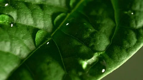 Green leaf with water drops Video stock 80081138