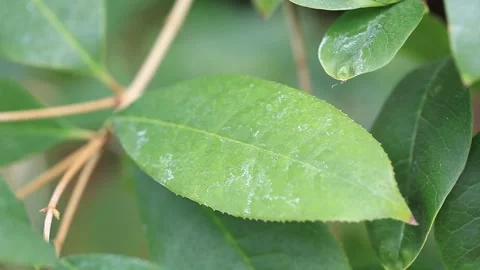 Green leaf with water drops Stock-Footage 305820059