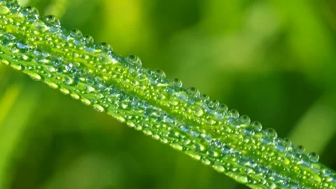 Green leaf with water drops Stock Footage 334439269