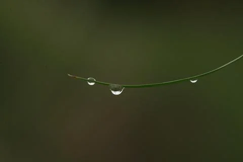 Green leaf with water drops macro closeup Stock Photos