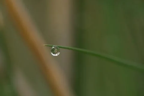 Green leaf with water drops macro closeup Stockfoto's