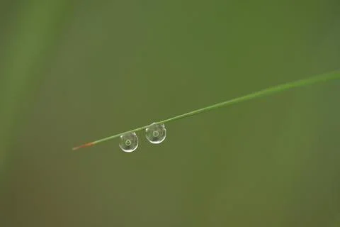Green leaf with water drops macro closeup Stockfoto's