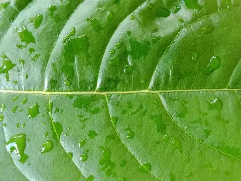 Green Leaf with Water Drops Macro Texture Background Stock Photos