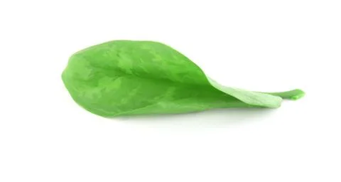 Green leaf with water drops Stock Photos