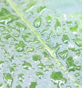 Green leaf with water drops Stock Photos