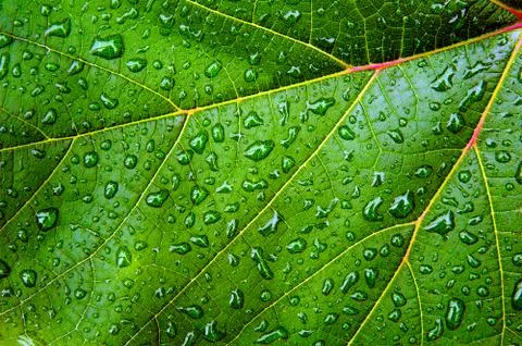 Green leaf with water drops Stock Photos