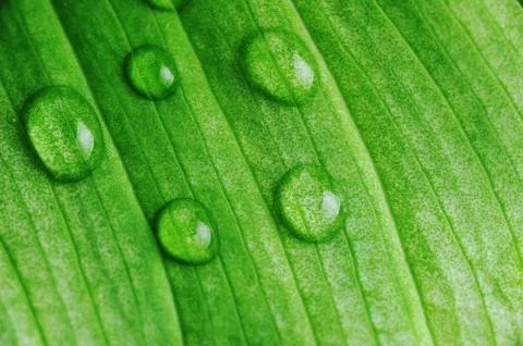 Green leaf with water drops Stock Photos