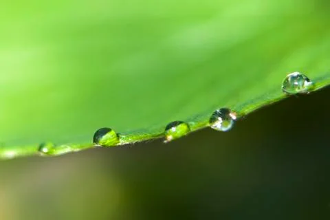 Green leaf with water drops Stock Photos