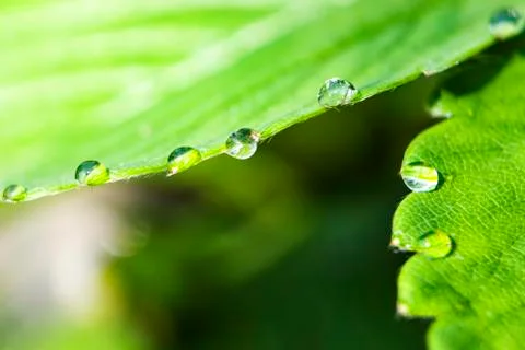 Green leaf with water drops Stock Photos