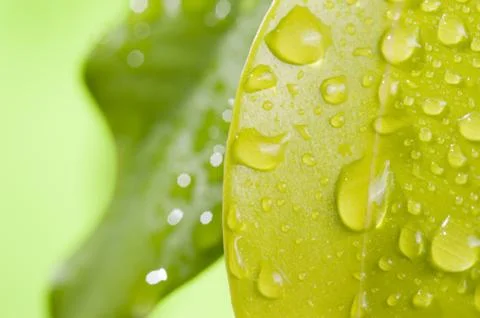 Green leaf with water drops Stock Photos