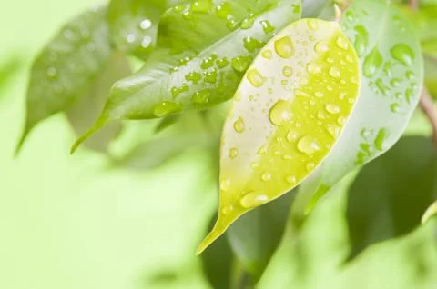 Green leaf with water drops 스톡 사진