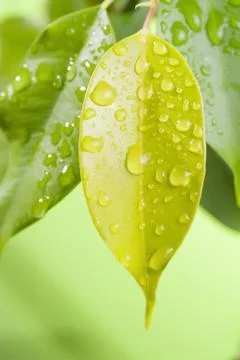 Green leaf with water drops 스톡 사진