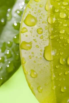 Green leaf with water drops Stock Photos