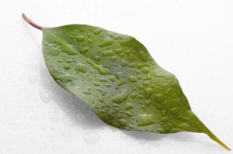 Green leaf with water drops Stock Photos