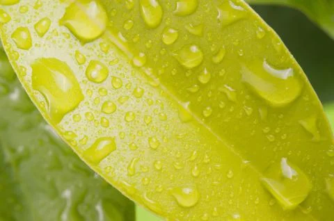 Green leaf with water drops Stock Photos