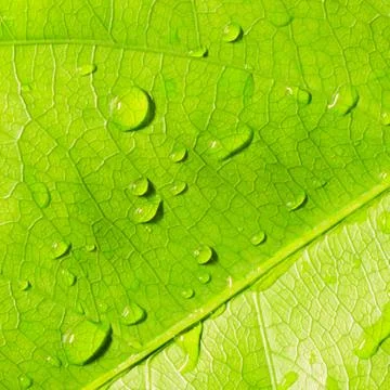 Green leaf with water drops Stock Photos