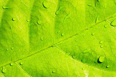 Green leaf with water drops Stock Photos