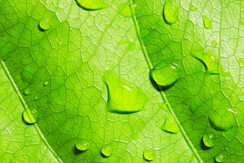 Green leaf with water drops Stock Photos